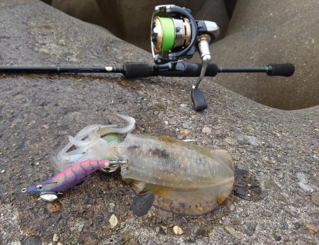 越前海岸でエギング